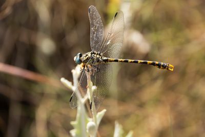 KLEINE TANGLIBEL - Onychogomphus forcipatus - SMALL PINCERTAIL