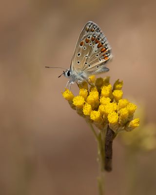 MEDITERAAN ICARUSBLAUWTJE - Polyommatus celina - SOUTHERN COMMON BLUE