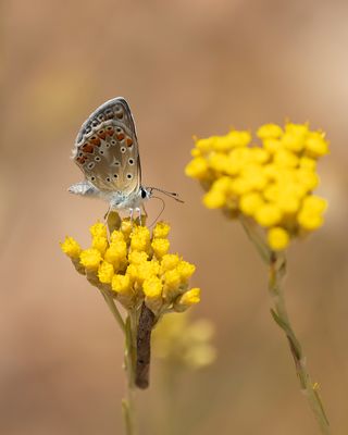 MEDITERAAN ICARUSBLAUWTJE - Polyommatus celina - SOUTHERN COMMON BLUE