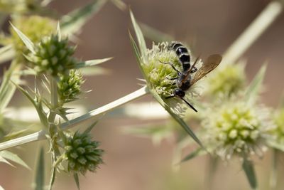 Colpa quinquecincta