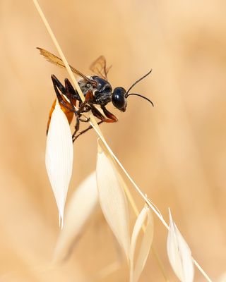 RUPSENDODER ONBEKEND - Ammophila spec.-