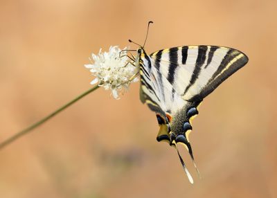 SPAANSE KONINGSPAGE - Iphiclides feisthamelii - IBERIAN SCARCE SWALLOWTAIL