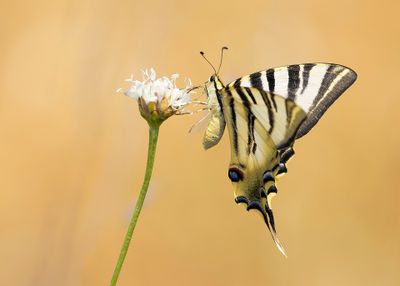 SPAANSE KONINGSPAGE - Iphiclides feisthamelii - IBERIAN SCARCE SWALLOWTAIL