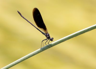 KOPEREN BEEKJUFFER - Calopteryx haemorrhoidalis - COPPER DEMOISELLE