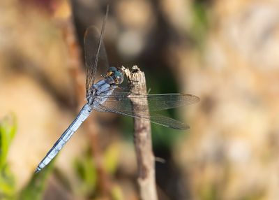 BEEKOEVERLIBEL - Orthetrum coerulescens - KEELED SKIMMER