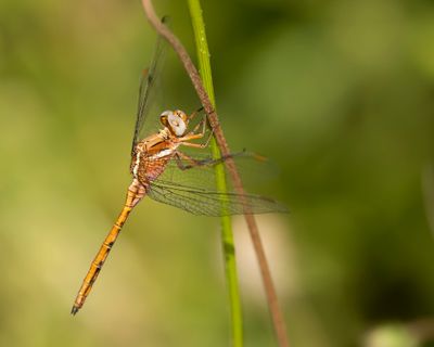EPAULETOEVERLIBEL - Orthetrum chrysostigma - EPAULET SKIMMER
