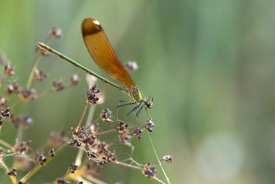 KOPEREN BEEKJUFFER - Calopteryx haemorrhoidalis - COPPER DEMOISELLE