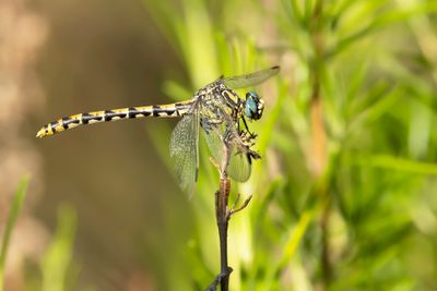 GROTE TANGLIBEL - Onychogomphus uncatus - LARGE PINCERTAIL