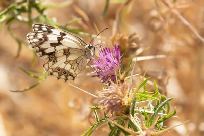 SPAANS DAMBORDJE - Melanargia lachesis - IBERIAN MARBLED WHITE