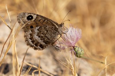 KLEINE SATERZANDOOG - Satyrus actaea - BLACK SATYR