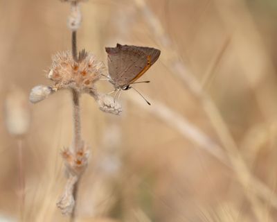 KLEINE VUURVLINDER - Lycaena phlaeas - SMALL COPPER