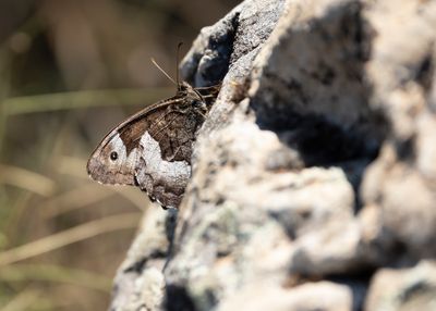 KLEINE BOSWACHTER - Hipparchia hermione - ROCK GRAYLING