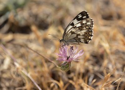 SPAANS DAMBORDJE - Melanargia lachesis - IBERIAN MARBLED WHITE