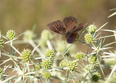 KLEINE SATERZANDOOG - Satyrus actaea - BLACK SATYR