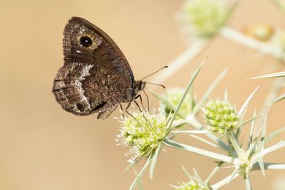 KLEINE SATERZANDOOG - Satyrus actaea - BLACK SATYR
