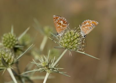 MOORS BRUIN BLAUWTJE - Aricia cxramera - SOUTHERN BROWN ARGUS