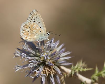 KWARTSBLAUWTJE - Lysandra albicans - SPANISH CHALKHILL BLUE