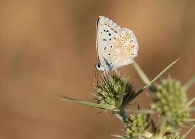KWARTSBLAUWTJE - Lysandra albicans - SPANISH CHALKHILL BLUE