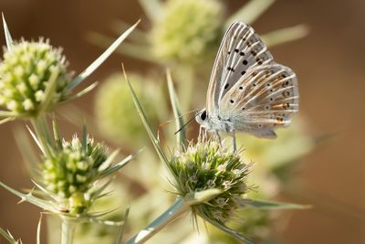 KWARTSBLAUWTJE - Lysandra albicans - SPANISH CHALKHILL BLUE