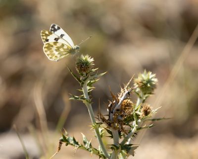 RESEDAWITJE - Pontia daplidice - BATH WHITE