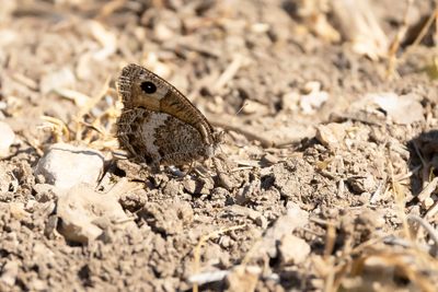 KLEINE SATERZANDOOG - Satyrus actaea - BLACK SATYR