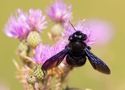 BLAUWZWARTE HOUTBIJ - Xylocopa violacea - VIOLET CARPENTER BEE