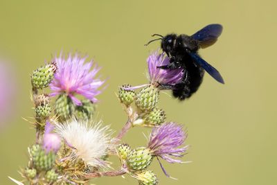 BLAUWZWARTE HOUTBIJ - Xylocopa violacea - VIOLET CARPENTER BEE