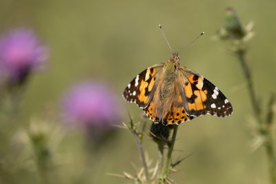 DISTELVLINDER - Vanessa cardui - PAINTED LADY