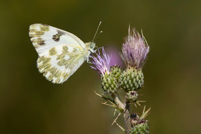 RESEDAWITJE - Pontia daplidice - BATH WHITE
