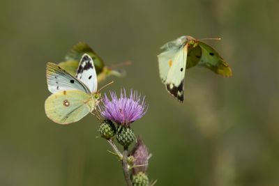 ZUIDELIJKE LUZERNEVLINDER - Colias alfacariensis - BERGER'S CLOUDED YELLOW