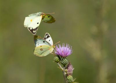 ZUIDELIJKE LUZERNEVLINDER - Colias alfacariensis - BERGER'S CLOUDED YELLOW