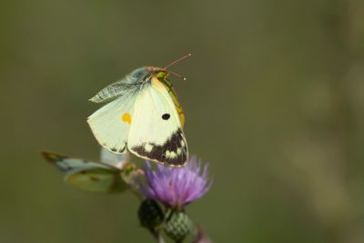 ZUIDELIJKE LUZERNEVLINDER - Colias alfacariensis - BERGER'S CLOUDED YELLOW