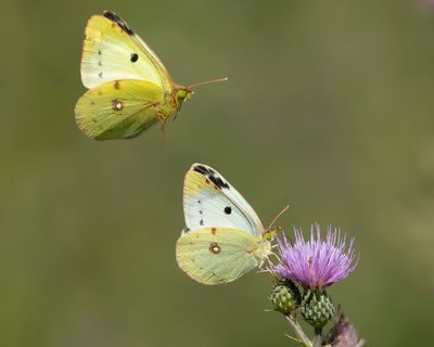ZUIDELIJKE LUZERNEVLINDER - Colias alfacariensis - BERGER'S CLOUDED YELLOW