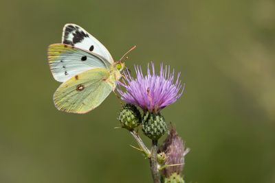 ZUIDELIJKE LUZERNEVLINDER - Colias alfacariensis - BERGER'S CLOUDED YELLOW