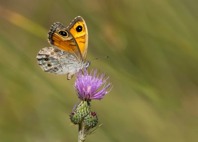 ROTSVLINDER - Lasiommata maera - LARGE WALL BROWN