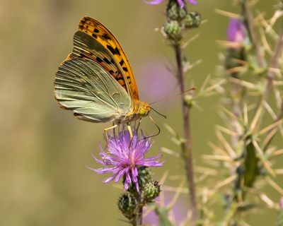 KARDINAALSMANTEL - Argynnis pandora - CARDINAL
