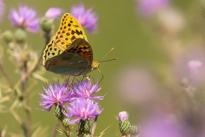 KARDINAALSMANTEL - Argynnis pandora - CARDINAL