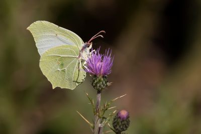 CITROENVLINDER - Gonepteryx rhamni - BRIMSTONE