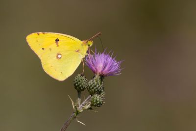 ORANJE LUZERNEVLINDER - Colias crocea - CLOUDED YELLOW