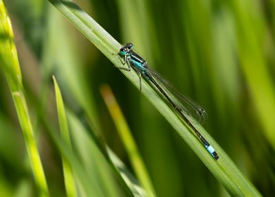 LANTAARNTJE - Ischnura elegans - COMMON BLUETAIL