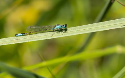 LANTAARNTJE - Ischnura elegans - COMMON BLUETAIL