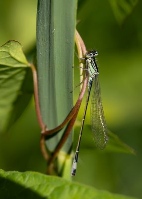 LANTAARNTJE - Ischnura elegans - COMMON BLUETAIL