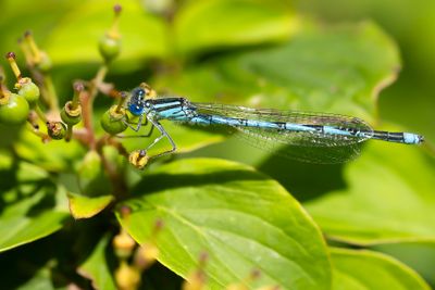 KANAALJUFFER - Erythromma lindenii - BLUE-EYE