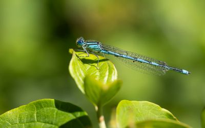 KANAALJUFFER - Erythromma lindenii - BLUE-EYE