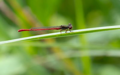 KORAALJUFFER - Ceriagrion tenellum - SMALL RED DAMSELFLY