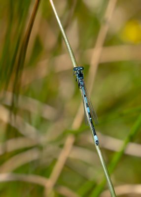 VARIABELE WATERJUFFER - Coenagrion pulchellum - VARIABLE BLUET