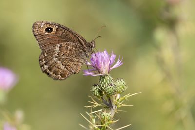 KLEINE SATERZANDOOG - Satyrus actaea - BLACK SATYR