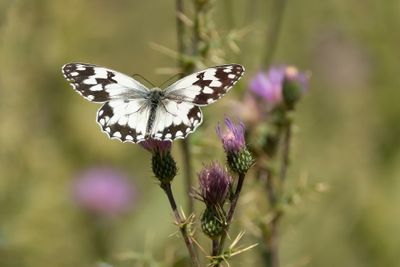SPAANS DAMBORDJE - Melanargia lachesis - IBERIAN MARBLED WHITE