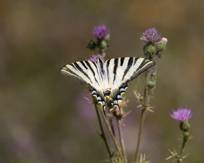 SPAANSE KONINGSPAGE - Iphiclides feisthamelii - IBERIAN SCARCE SWALLOWTAIL