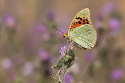 KARDINAALSMANTEL - Argynnis pandora - CARDINAL